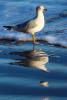 Seagull, seashore, reflection