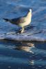 Seagull, seashore, reflection, ABGD01_209
