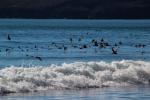 Waves, Ocean, Drakes Beach, seashore, coast, coastal, coastline, ABGD01_239