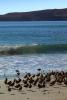 Drakes Beach, seashore, coast, coastal, coastline, Waves, Ocean