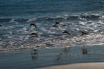 Drakes Beach, seashore, coast, coastal, coastline, ABGD01_267