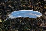 Feather, ABGD02_004