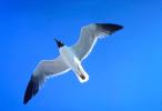 Seagull, Padre Island, Texas