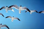 Seagulls, Padre Island, Texas, ABGV01P01_03.0354