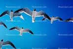 Seagulls, Padre Island, Texas, ABGV01P01_03.2565