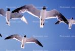 Seagulls, Padre Island, Texas