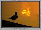 Seagulls, Malibu, California