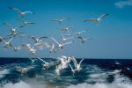 seagulls,, ABGV01P01_15.0354