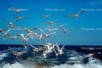 seagulls,, ABGV01P01_15.2565