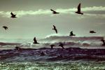 seagull, waves, windy