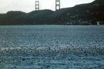 seagulls, Golden Gate Bridge, ABGV01P03_04
