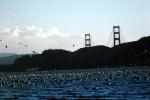 seagulls, Golden Gate Bridge