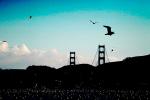seagulls, Golden Gate Bridge, ABGV01P03_10.3340
