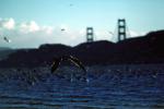 seagulls, Golden Gate Bridge, ABGV01P03_11