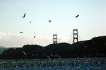 seagulls, Golden Gate Bridge, ABGV01P03_13