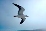 Seagull, ABGV01P08_15.0354