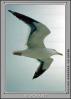 Seagull, ABGV01P08_15B