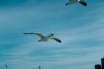 Seagulls, ABGV01P09_08.3340
