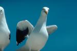 Seagulls, ABGV01P12_13.3340