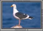 Seagull, ABGV01P12_16B