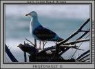 Seagull, ABGV01P13_07B.0354