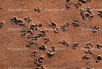 Seagull Footprints in the Sand, Seagulls, Shore, shoreline, coast, coastal, coastline, ABGV01P15_04.3341