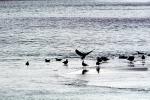Seagulls, Shore, shoreline, coast, coastal, coastline, ABGV01P15_08