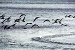 Seagulls, Shore, shoreline, coast, coastal, coastline, ABGV01P15_09