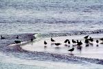 Seagulls, Shore, shoreline, coast, coastal, coastline, beach, Drakes Bay, ABGV01P15_12