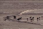 Seagulls, Shore, shoreline, coast, coastal, coastline, beach, Drakes Bay, ABGV01P15_13.3341