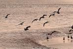 Seagulls, Shore, shoreline, coast, coastal, coastline, beach, Drakes Bay, ABGV01P15_14.3341