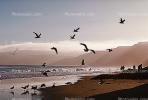 Seagulls, Shore, shoreline, coast, coastal, coastline, beach, Drakes Bay, ABGV01P15_15.3341