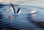 Seagull, Seagulls, Shore, shoreline, coast, coastal, coastline, beach, Drakes Bay, ABGV01P15_16.3341