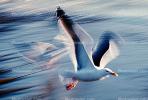 Seagull, Seagulls, Shore, shoreline, coast, coastal, coastline, beach, Drakes Bay, ABGV01P15_16B.3341
