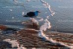 Seagull, Seagulls, Shore, shoreline, coast, coastal, coastline, ABGV01P15_19.3341