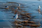 Seagulls, Shore, shoreline, coast, coastal, coastline, ABGV02P01_03.3341