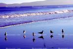 Seagulls, Shore, shoreline, coast, coastal, coastline, beach, Drakes Bay, ABGV02P01_07