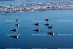 Seagulls, Shore, shoreline, coast, coastal, coastline, beach, Drakes Bay, ABGV02P01_08.3341
