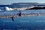 Seagulls, Shore, shoreline, coast, coastal, coastline, beach, Drakes Bay, ABGV02P01_09.3341