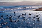 Seagulls, Shore, shoreline, coast, coastal, coastline, beach, Drakes Bay, ABGV02P01_10.2565