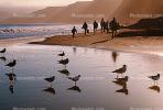 Seagulls, Shore, shoreline, coast, coastal, coastline, beach, Drakes Bay, ABGV02P01_11.3341