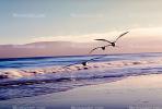 Seagulls, Shore, shoreline, coast, coastal, coastline, beach, Drakes Bay, ABGV02P01_12.3341