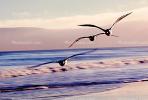 Seagulls, Shore, shoreline, coast, coastal, coastline, beach, Drakes Bay, ABGV02P01_12B.3341