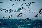 Seagulls in Flight, Flying, airborne, Sky, Skies, ABGV02P04_02.0934