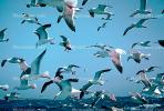 Seagulls in Flight, Flying, airborne, Sky, Skies