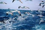 Seagulls in Flight, Flying, airborne, Ocean, whitecaps, ABGV02P04_05
