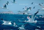 Seagulls in Flight, Flying, airborne, Ocean, whitecaps, ABGV02P04_06.0934