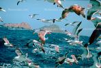 Seagulls in Flight, Flying, airborne, Ocean
