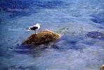 Seagull on a rock, Carmel, California, ABGV02P04_15