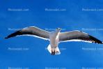Seagull, Carmel, California, ABGV02P04_18